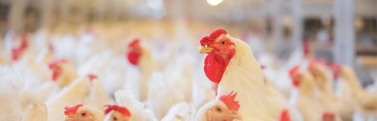 中国·2299威尼斯(股份)有限公司-官方网站